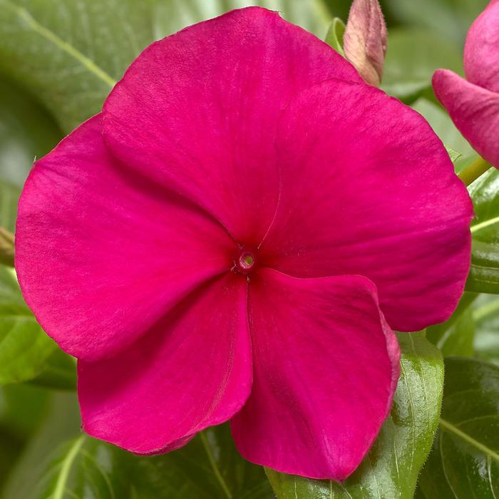 'Hotgenta' Periwinkle - Catharanthus roseus (Annual Vinca; Periwinkle) from Wilson Farm, Inc. 'Hotgenta' Periwinkle - Catharanthus roseus (Annual Vinca; Periwinkle) from Wilson Farm, Inc.