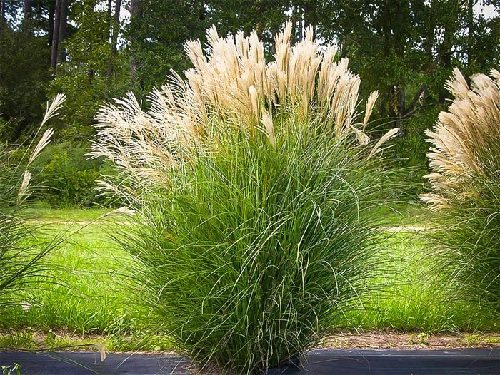 Maiden Grass - Miscanthus from Wilson Farm, Inc. Maiden Grass - Miscanthus from Wilson Farm, Inc.
