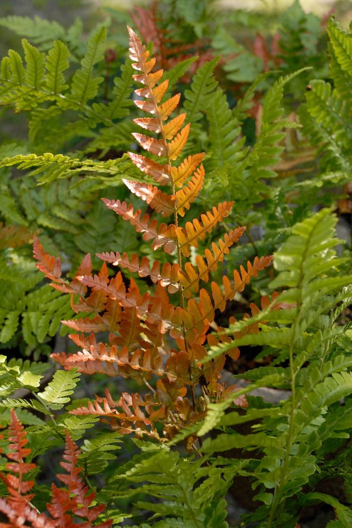 Autumn Fern - Dryopteris erythrosora from Wilson Farm, Inc.