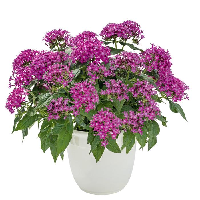 Graffiti® 'Ultra Violet' - Pentas lanceolata (Star Flower) from Wilson Farm, Inc. Graffiti® 'Ultra Violet' - Pentas lanceolata (Star Flower) from Wilson Farm, Inc.