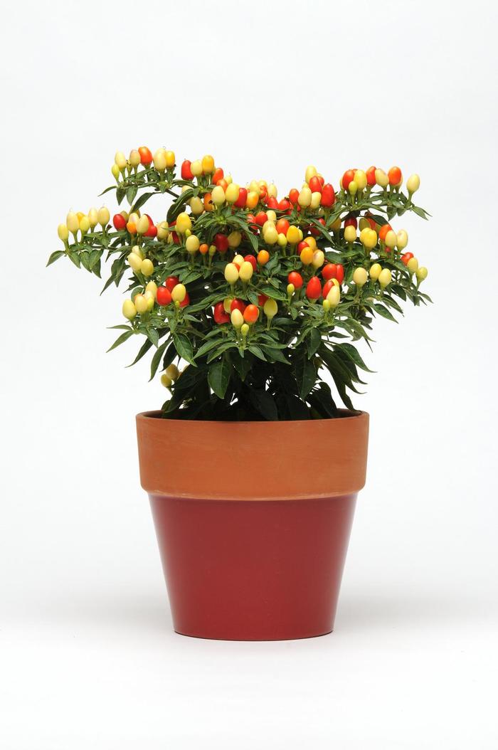 'Hot Pops Yellow' - Capsicum annuum (Ornamental Pepper) from Wilson Farm, Inc. 'Hot Pops Yellow' - Capsicum annuum (Ornamental Pepper) from Wilson Farm, Inc.