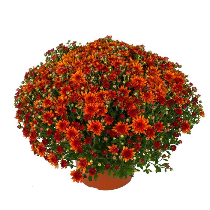 Wanda&trade; Bronze Garden Mum - Chrysanthemum x morifolium from Wilson Farm, Inc.