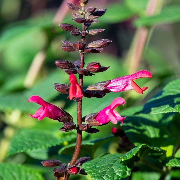 Bodacious® 'Jammin' Jazz' - Salvia x guaranitica (Anise Sage) from Wilson Farm, Inc. Bodacious® 'Jammin' Jazz' - Salvia x guaranitica (Anise Sage) from Wilson Farm, Inc.