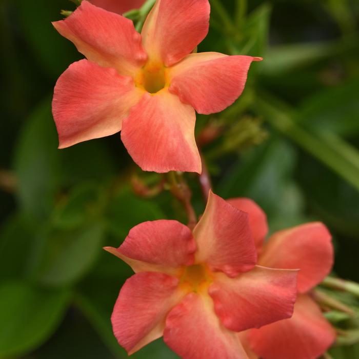 Diamantina&trade; 'Coral Orange Sunrise' - Mandevilla (Dipladenia) from Wilson Farm, Inc.