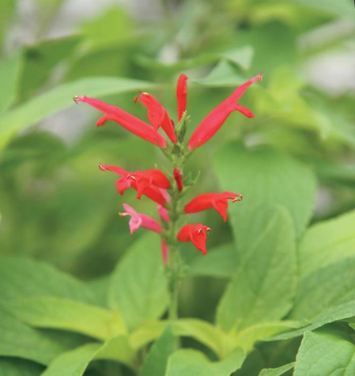 Pineapple Sage - Salvia elegans from Wilson Farm, Inc. Pineapple Sage - Salvia elegans from Wilson Farm, Inc.