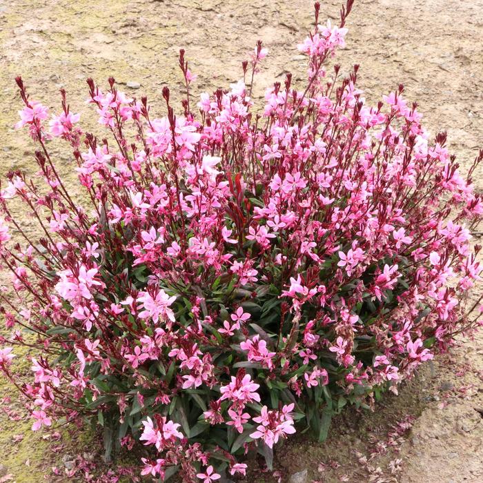 Gaura Blush Pink - Gaura from Wilson Farm, Inc. Gaura Blush Pink - Gaura from Wilson Farm, Inc.