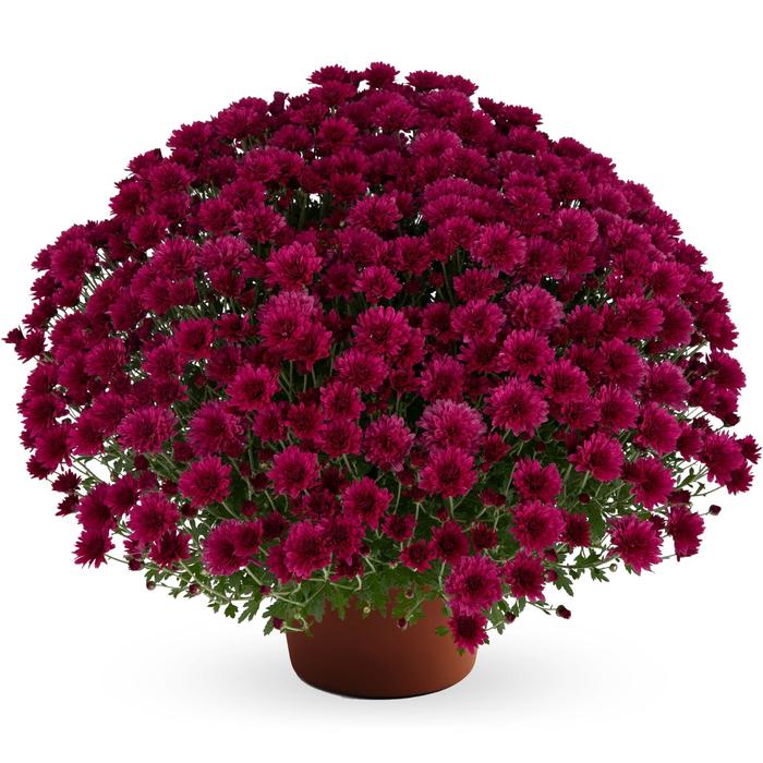 Elizabeth™ 'Dark Pink' - Chrysanthemum x morifolium (Garden Mum) from Wilson Farm, Inc. Elizabeth™ 'Dark Pink' - Chrysanthemum x morifolium (Garden Mum) from Wilson Farm, Inc.