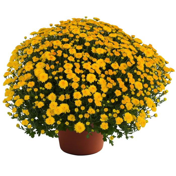 'Hailey Gold' Garden Mum - Chrysanthemum x morifolium from Wilson Farm, Inc. 'Hailey Gold' Garden Mum - Chrysanthemum x morifolium from Wilson Farm, Inc.