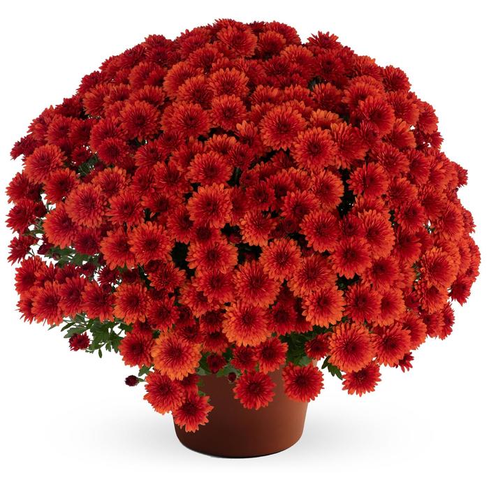 Judy™ 'Bronze' - Chrysanthemum x morifolium (Garden Mum) from Wilson Farm, Inc. Judy™ 'Bronze' - Chrysanthemum x morifolium (Garden Mum) from Wilson Farm, Inc.