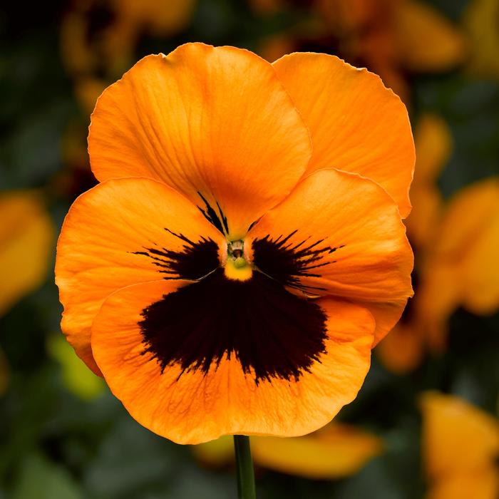 'Select Orange w blotch' Pansy - Viola x wittrockiana from Wilson Farm, Inc. 'Select Orange w blotch' Pansy - Viola x wittrockiana from Wilson Farm, Inc.
