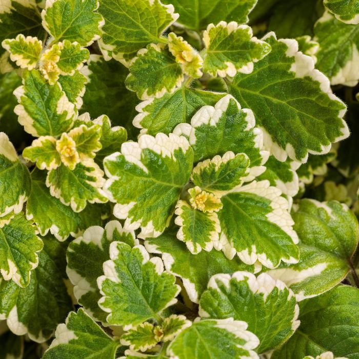'Variegata' Swedish Ivy - Plectranthus coleoides from Wilson Farm, Inc. 'Variegata' Swedish Ivy - Plectranthus coleoides from Wilson Farm, Inc.