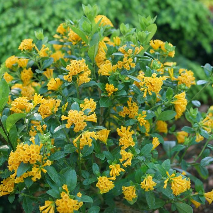 Juiced® Orange Jessamine - Cestrum corymbosum from Wilson Farm, Inc. Juiced® Orange Jessamine - Cestrum corymbosum from Wilson Farm, Inc.