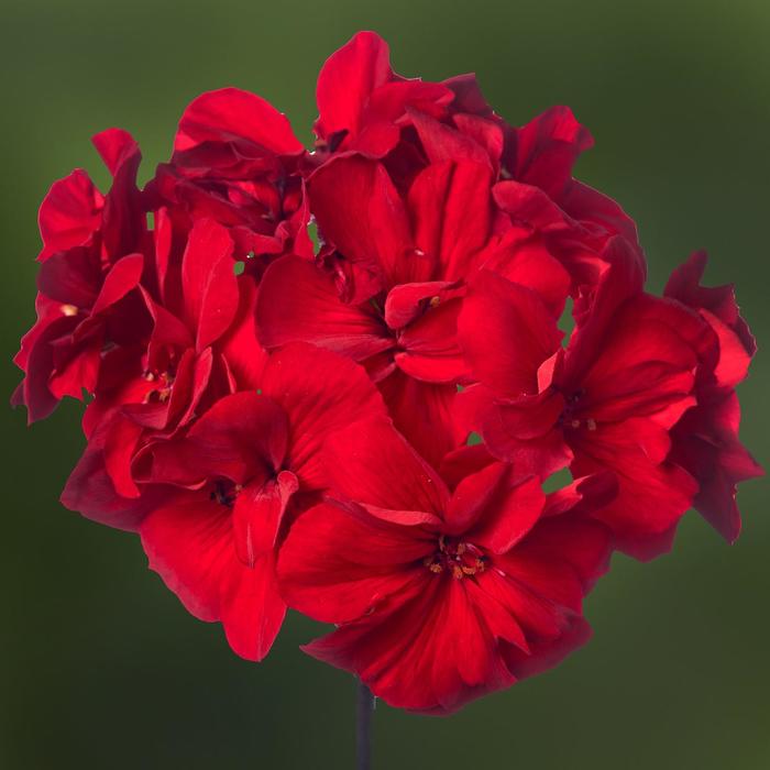 Dark Red Geranium - Pelargonium (Interspecific Geranium) from Wilson Farm, Inc. Dark Red Geranium - Pelargonium (Interspecific Geranium) from Wilson Farm, Inc.
