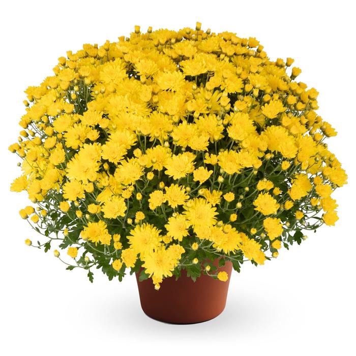 Pamela&trade; Yellow - Chrysanthemum x morifolium (Garden Mum) from Wilson Farm, Inc.