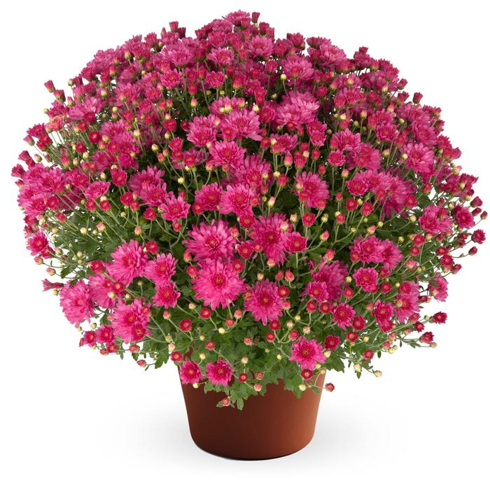 Pamela™ Pink - Chrysanthemum x morifolium (Garden Mum) from Wilson Farm, Inc. Pamela™ Pink - Chrysanthemum x morifolium (Garden Mum) from Wilson Farm, Inc.
