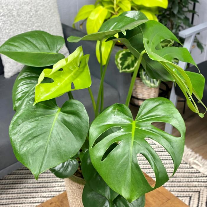 Monster Mash™ Swiss cheese vine - Monstera adansonii from Wilson Farm, Inc. Monster Mash™ Swiss cheese vine - Monstera adansonii from Wilson Farm, Inc.
