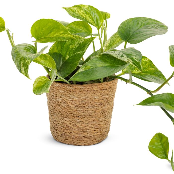 Beautifall® 'Snowy Morning' Pothos - Epipremnum aureum from Wilson Farm, Inc.