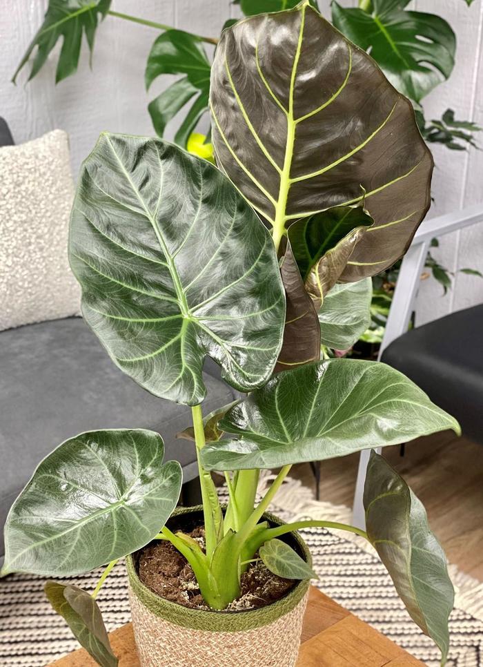 'Regal Shields' Elephant Ear - Alocasia from Wilson Farm, Inc. 'Regal Shields' Elephant Ear - Alocasia from Wilson Farm, Inc.