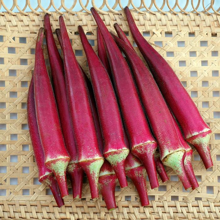 'Candle Fire' - Abelmoschus esculentus (Okra) from Wilson Farm, Inc. 'Candle Fire' - Abelmoschus esculentus (Okra) from Wilson Farm, Inc.