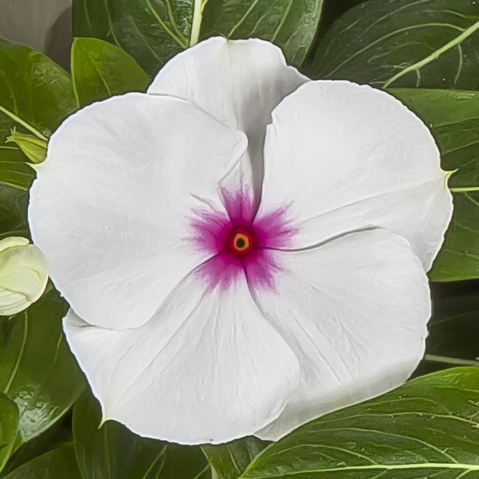 Polka Dot Periwinkle - Catharanthus roseus (Vinca) from Wilson Farm, Inc. Polka Dot Periwinkle - Catharanthus roseus (Vinca) from Wilson Farm, Inc.