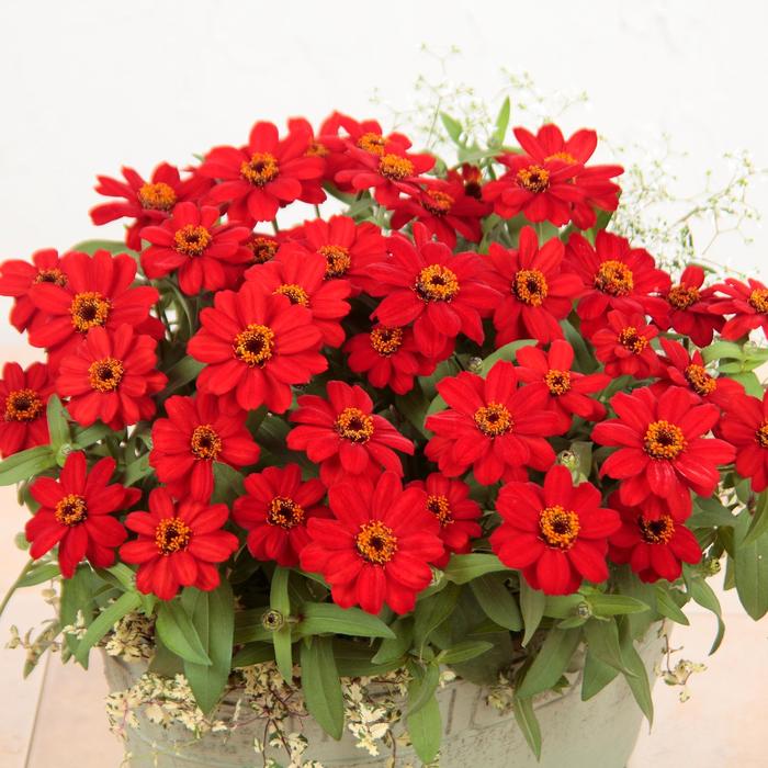 'Profusion Red' Zinnia - Zinnia from Wilson Farm, Inc. 'Profusion Red' Zinnia - Zinnia from Wilson Farm, Inc.