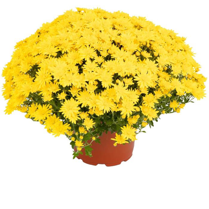 Nadia&trade; Yellow Garden Mum - Chrysanthemum x morifolium from Wilson Farm, Inc.
