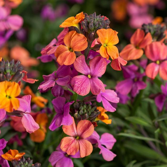 Erysistible Bronze Rose Wallflower - Erysimum linifolium from Wilson Farm, Inc. Erysistible Bronze Rose Wallflower - Erysimum linifolium from Wilson Farm, Inc.