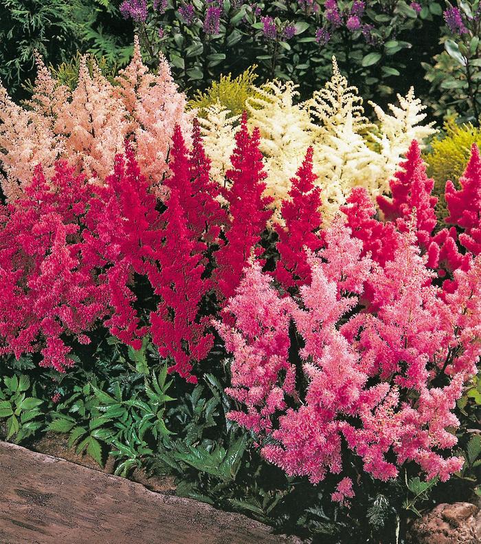 Assorted Astilbe - Astilbe from Wilson Farm, Inc. Assorted Astilbe - Astilbe from Wilson Farm, Inc.