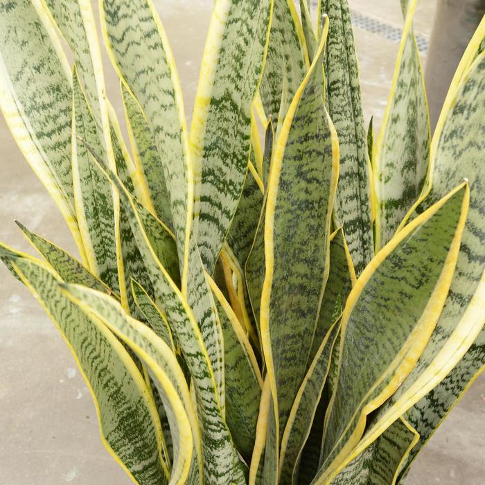 Snake Plant - Sansevieria laurentii from Wilson Farm, Inc. Snake Plant - Sansevieria laurentii from Wilson Farm, Inc.