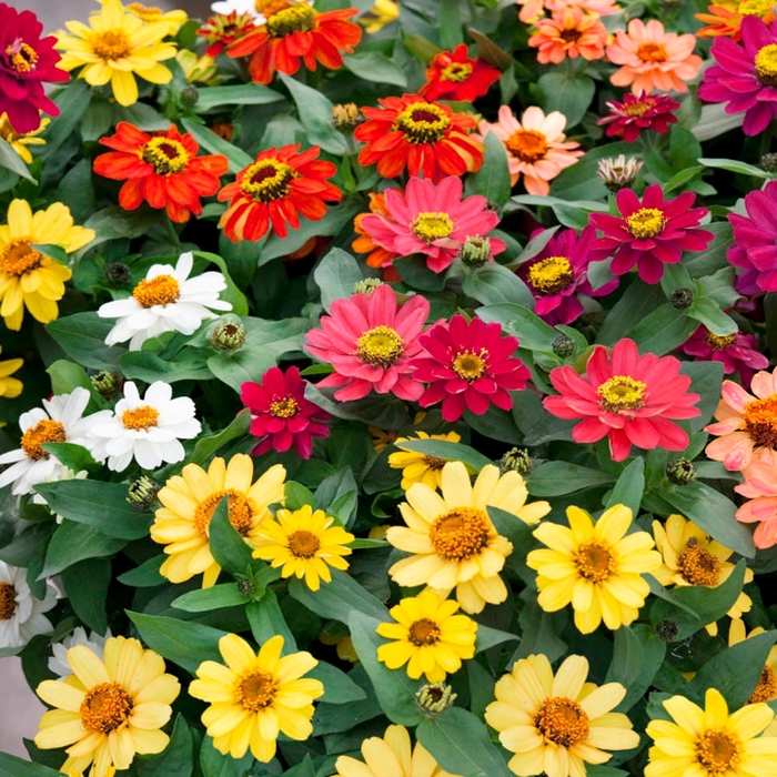 MIX Zinnia Profusion 'Series' - Zinnia from Wilson Farm, Inc. MIX Zinnia Profusion 'Series' - Zinnia from Wilson Farm, Inc.
