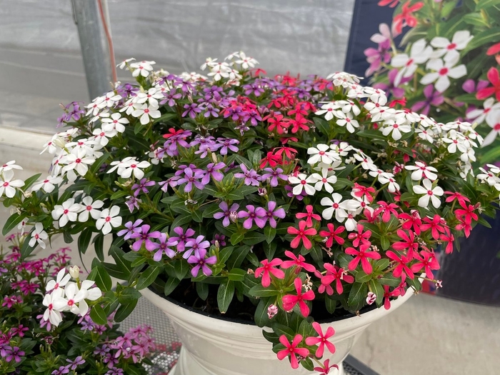 Catharanthus Soiree - Catharanthus hybrid from Wilson Farm, Inc.