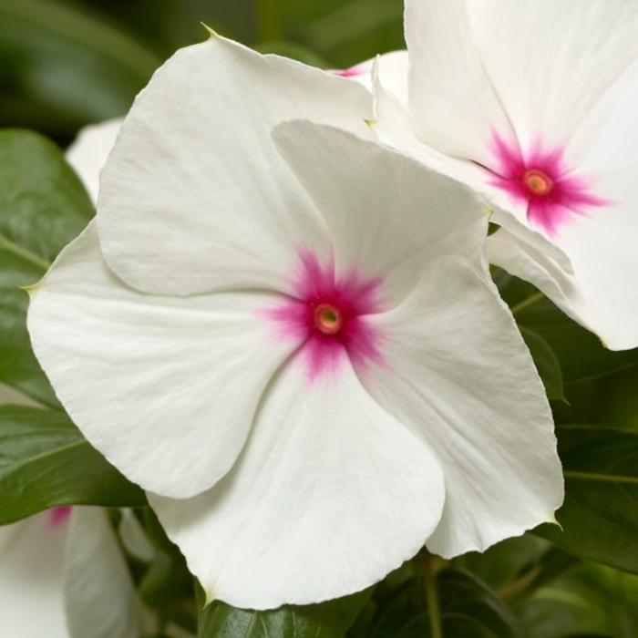 Vinca Cora Polka Dot - Catharanthus Roseus 'periwinkle' from Wilson Farm, Inc.