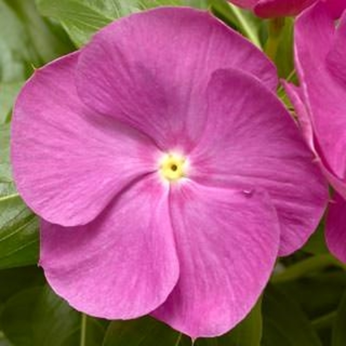 Vinca Cora Orchid - Catharanthus Roseus 'periwinkle' from Wilson Farm, Inc.