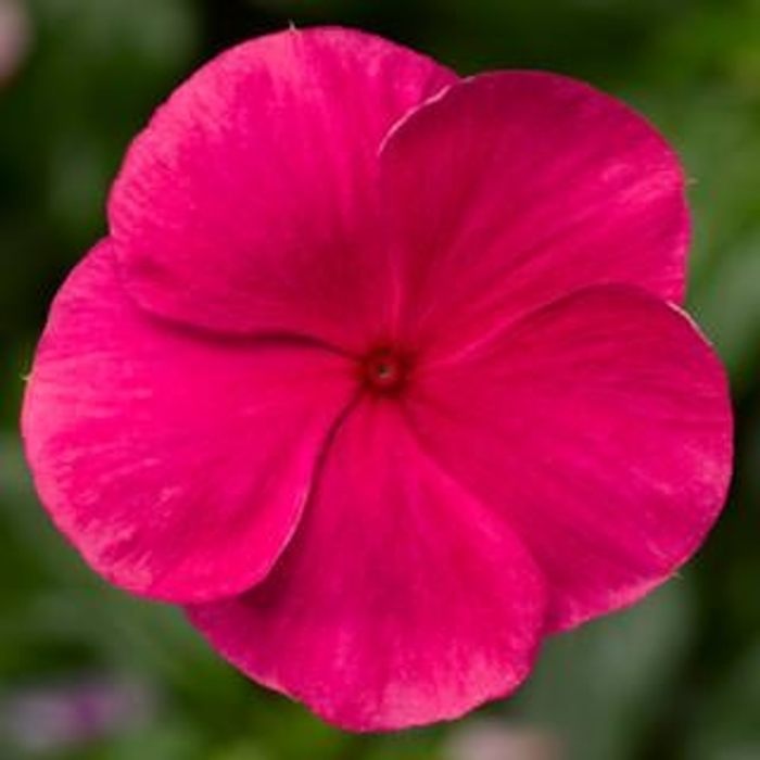 Vinca Cora Punch - Catharanthus Roseus 'Periwinkle' from Wilson Farm, Inc.