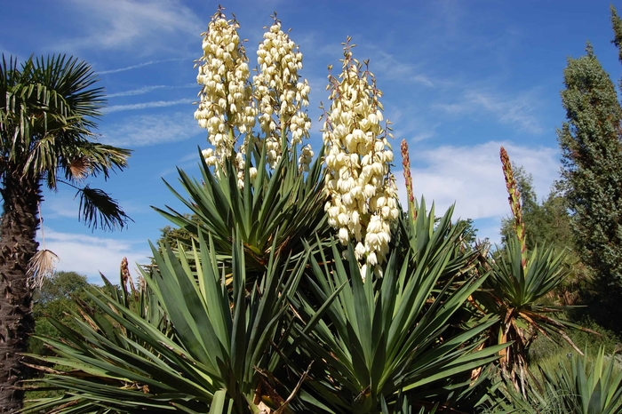 Soft Leaf Yucca - Yucca recurvifolia from Wilson Farm, Inc.