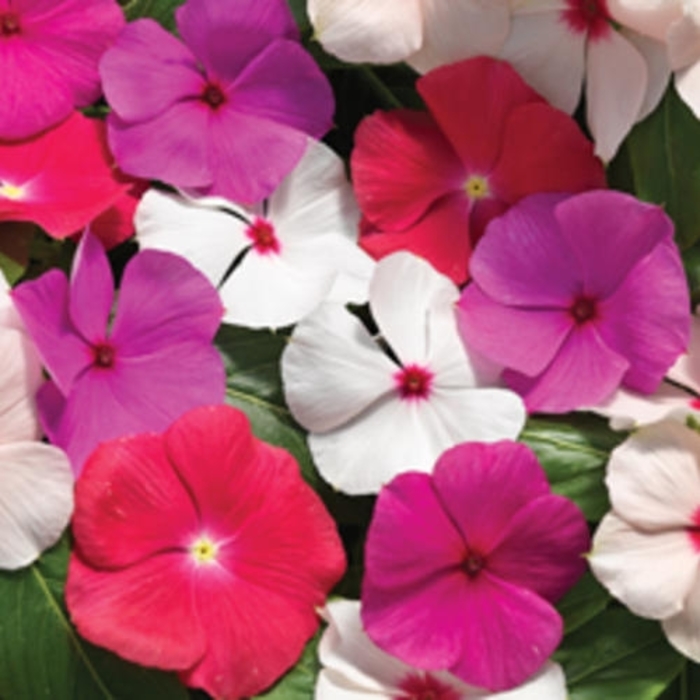 Cascade Vinca - Catharanthus Roseus 'Periwinkle' from Wilson Farm, Inc.