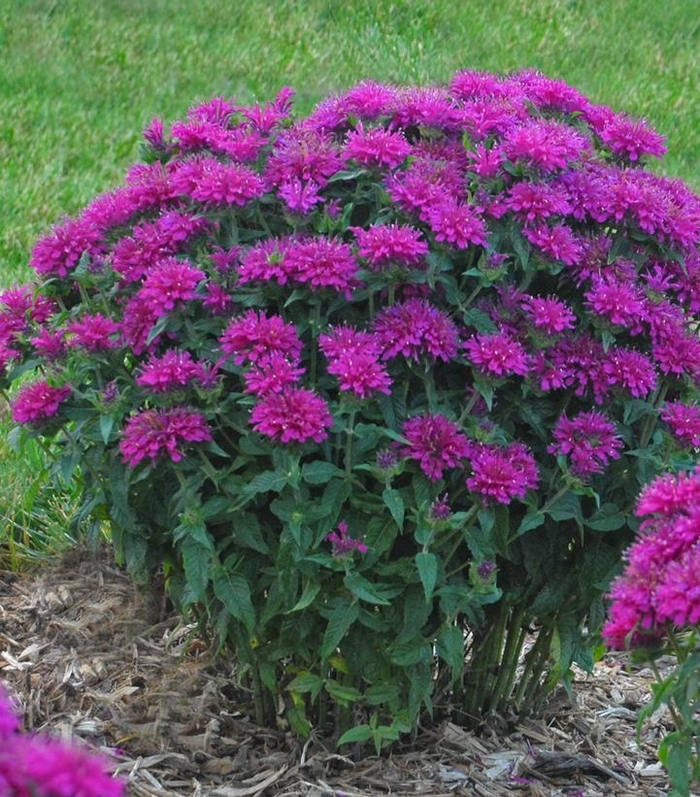 Grape Gumball Bee Balm - Monarda from Wilson Farm, Inc.