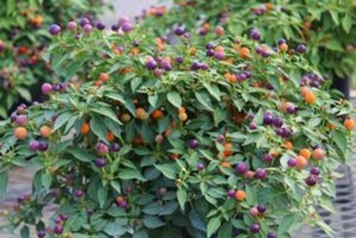 Hot Pops Purple Ornamental Pepper - Capsicum Annuum from Wilson Farm, Inc.