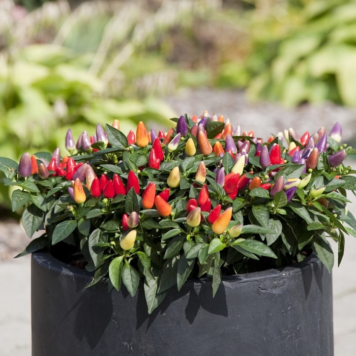 Acapulco Multicolor Ornamental Pepper - Capsicum Annuum from Wilson Farm, Inc.