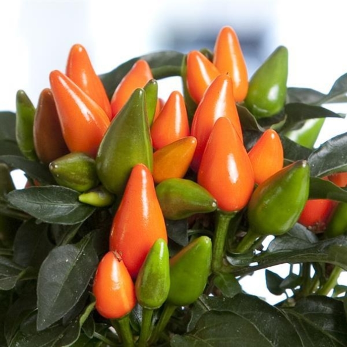 Salsa Dark Orange Ornamental Pepper - Capsicum Annuum from Wilson Farm, Inc.