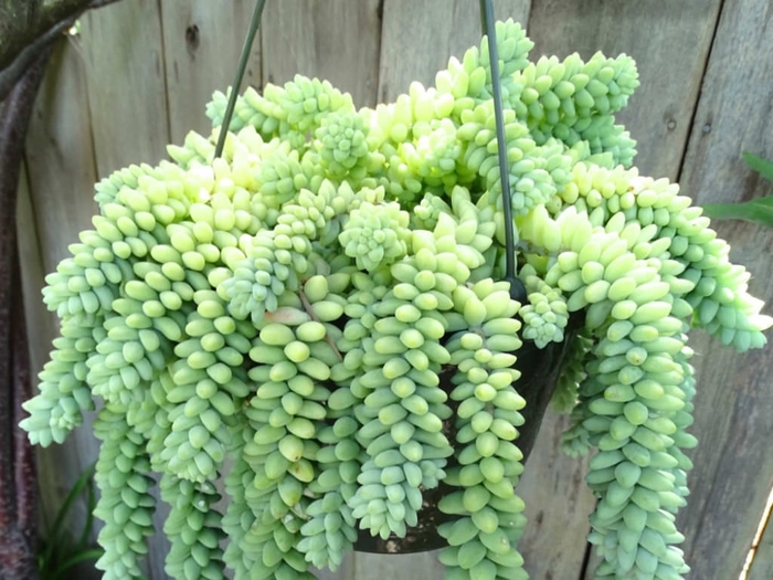 Burro's Tails - Sedum Morganianum from Wilson Farm, Inc.