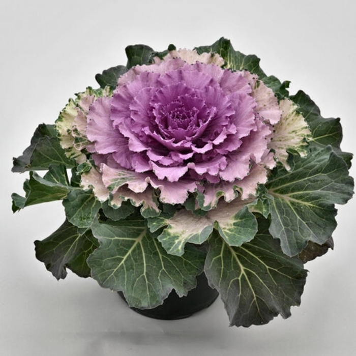 Osaka Pink Flowering Cabbage - Brassica oleracea from Wilson Farm, Inc.