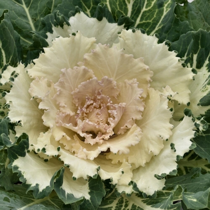 Osaka White Flowering Cabbage - Brassica oleracea from Wilson Farm, Inc. Osaka White Flowering Cabbage - Brassica oleracea from Wilson Farm, Inc.
