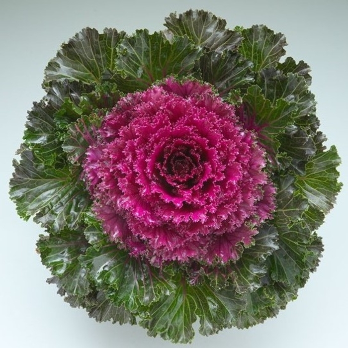 Crystal Deep Red Flowering Kale - Brassica oleracea from Wilson Farm, Inc. Crystal Deep Red Flowering Kale - Brassica oleracea from Wilson Farm, Inc.