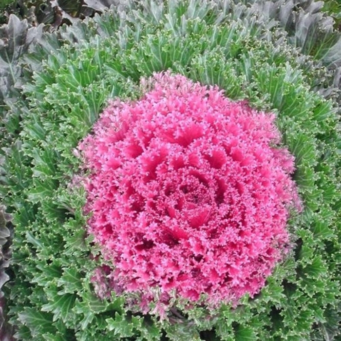 Glamour Red Kale - Brassica oleracea from Wilson Farm, Inc. Glamour Red Kale - Brassica oleracea from Wilson Farm, Inc.