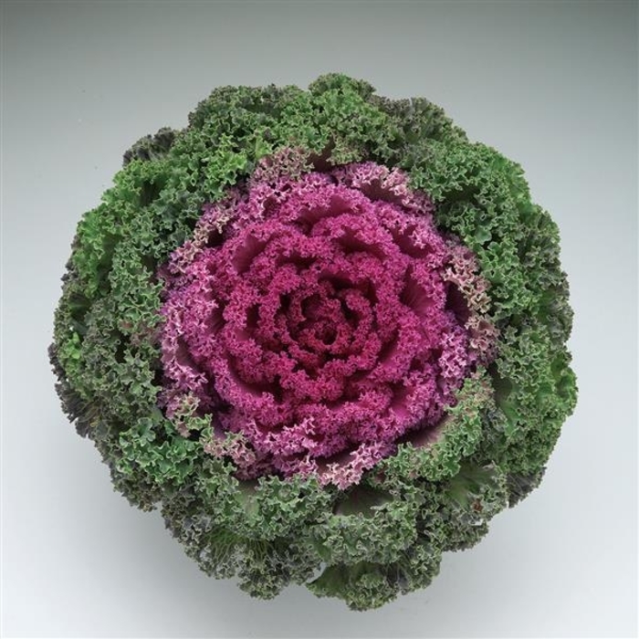 Kamome Red Flowering Kale - Brassica oleracea from Wilson Farm, Inc. Kamome Red Flowering Kale - Brassica oleracea from Wilson Farm, Inc.