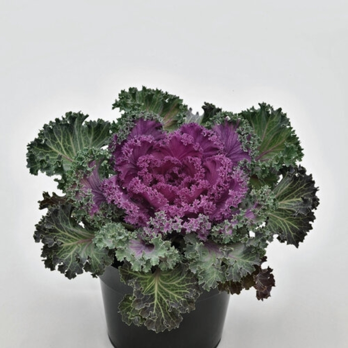Nagoya Red Flowering Kale - Brassica oleracea from Wilson Farm, Inc. Nagoya Red Flowering Kale - Brassica oleracea from Wilson Farm, Inc.