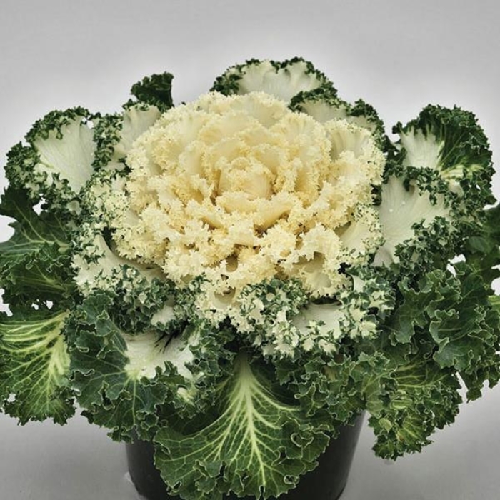 Nagoya White Flowering Kale - Brassica oleracea from Wilson Farm, Inc. Nagoya White Flowering Kale - Brassica oleracea from Wilson Farm, Inc.
