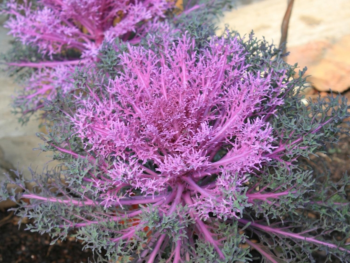 Peacock 'Red' Flowering Kale - Brassica oleracea from Wilson Farm, Inc. Peacock 'Red' Flowering Kale - Brassica oleracea from Wilson Farm, Inc.