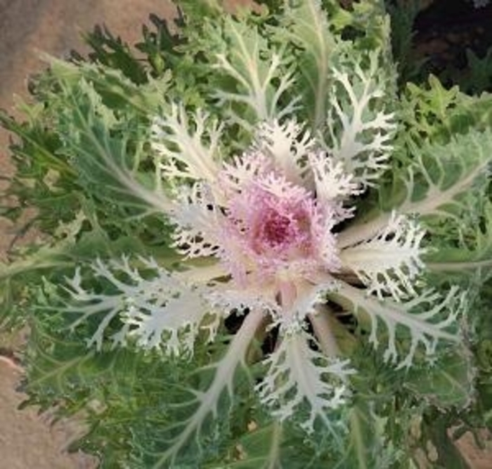 Peacock 'White' Flowering Kale - Brassica oleracea from Wilson Farm, Inc. Peacock 'White' Flowering Kale - Brassica oleracea from Wilson Farm, Inc.
